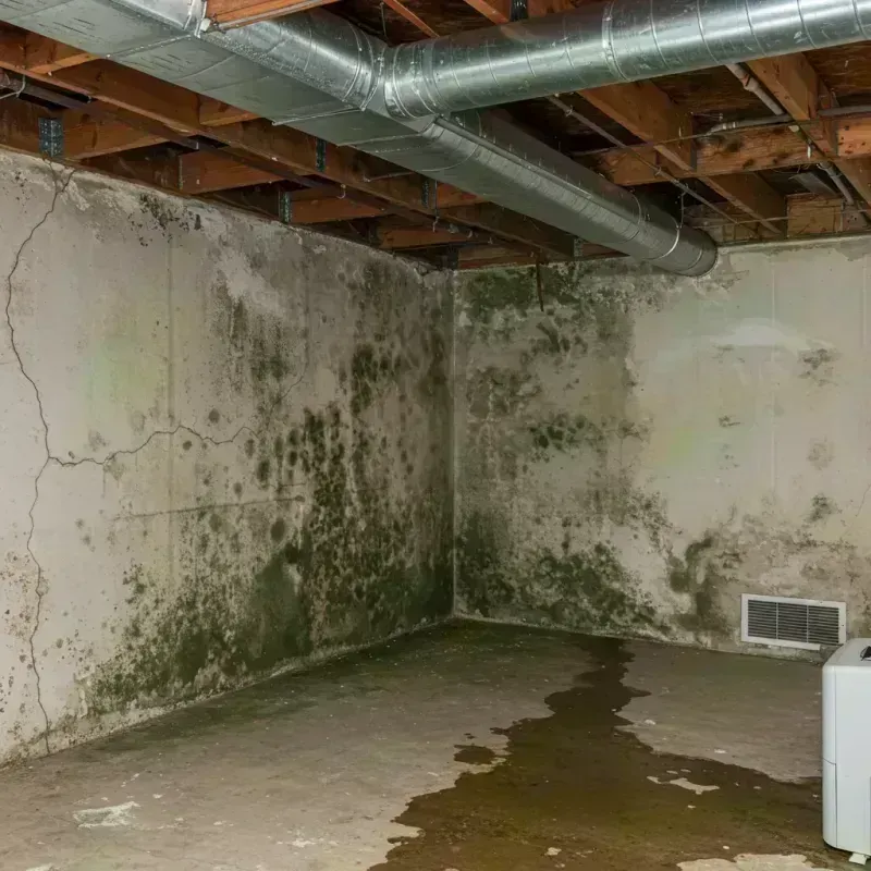 Professional Mold Removal in Glenville, OH